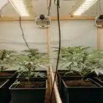 Hyper-realistic indoor cannabis grow room with rows of young plants in pots under strip grow lights and fans.