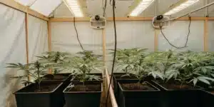 Hyper-realistic indoor cannabis grow room with rows of young plants in pots under strip grow lights and fans.