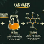 Diagram showing the infusion process of cannabis with cannabutter, lecithin, and ghee for increased potency.