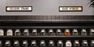 Hyper-realistic scene of a modern cannabis dispensary wall with shelves of glass jars containing various cannabis products, under "EXCLUSIVE STRAINS" and "RARE HYBRIDS" signs.