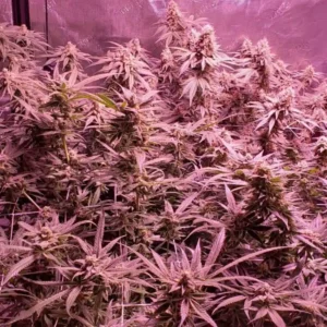 Dense Aurora Indica plants with purple LED lighting, emphasizing the rich bud development and indoor cultivation setup.