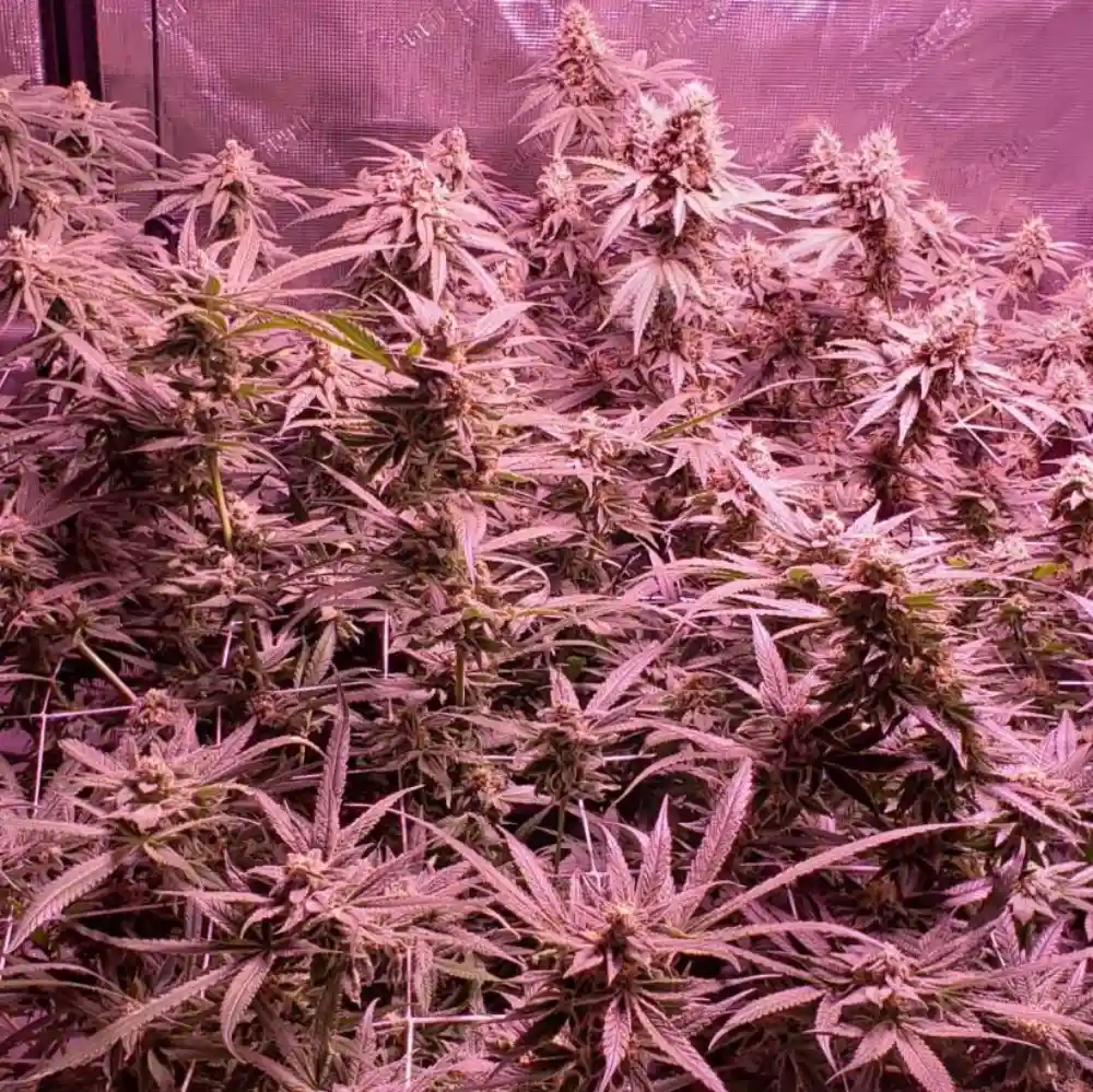 Dense Aurora Indica plants with purple LED lighting, emphasizing the rich bud development and indoor cultivation setup.
