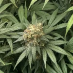 Blue Cheese Weed Strain bud with dense trichome coverage, surrounded by vibrant green leaves in a close-up shot.