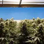 Hyper-realistic digital artwork of dense cannabis plants with white buds under a bright blue sky, visible through a greenhouse roof.