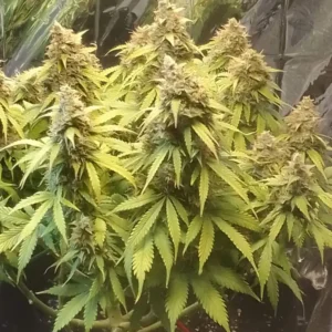 Dense buds with broad green leaves, highlighting the robust structure and heavy yield potential of Afghan Kush Weed Strain.