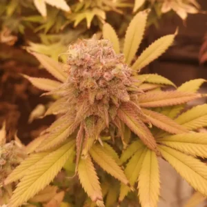 Dense bud of Alien OG Weed Strain surrounded by yellow and orange leaves, showcasing its mature flowering stage.