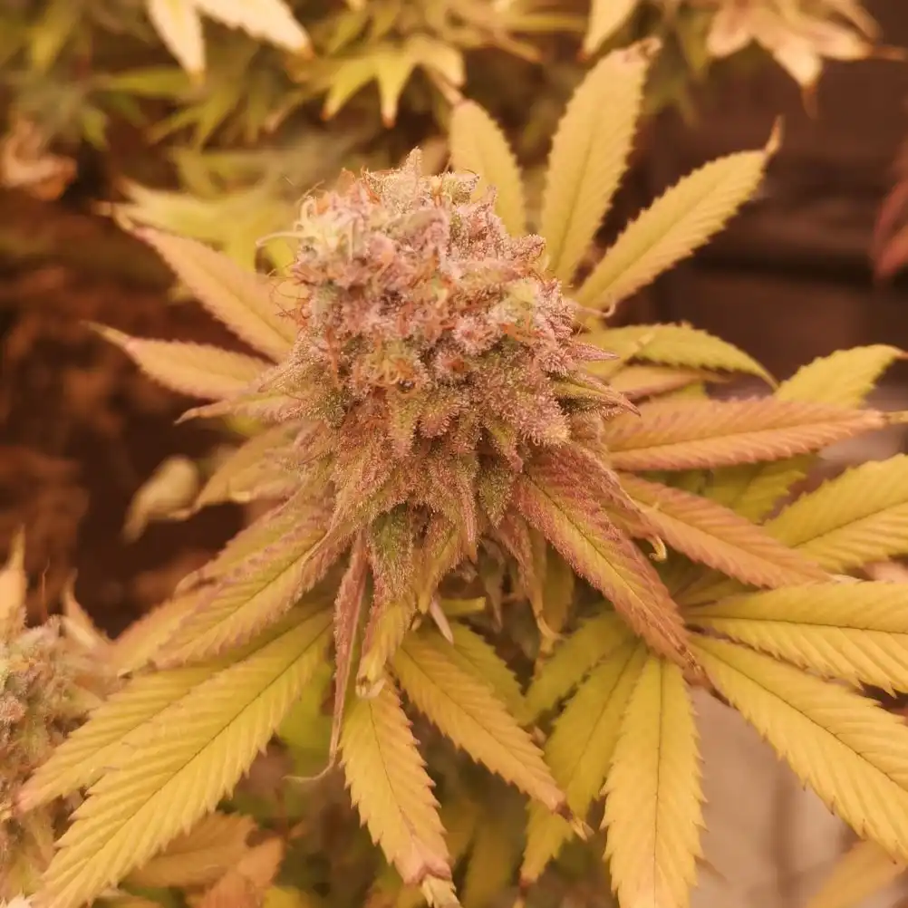 Dense bud of Alien OG Weed Strain surrounded by yellow and orange leaves, showcasing its mature flowering stage.