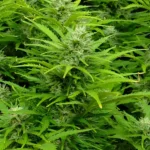 Auto Critical Strain plant with dense green foliage and budding flowers, highlighting its vigorous growth and compact structure.