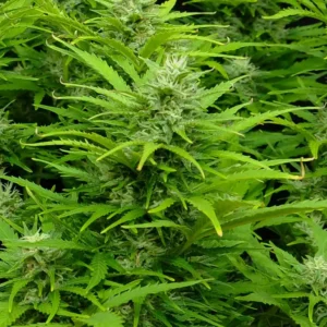 Auto Critical Strain plant with dense green foliage and budding flowers, highlighting its vigorous growth and compact structure.
