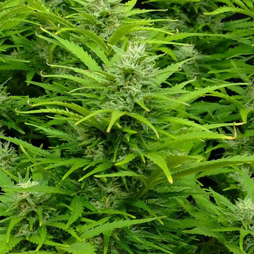 Auto Critical Strain plant with dense green foliage and budding flowers, highlighting its vigorous growth and compact structure.
