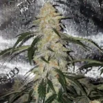 Blue Cheese Auto cannabis strain, displaying a dense, resinous bud structure with frosty trichomes and dark green leaves under indoor grow lights.