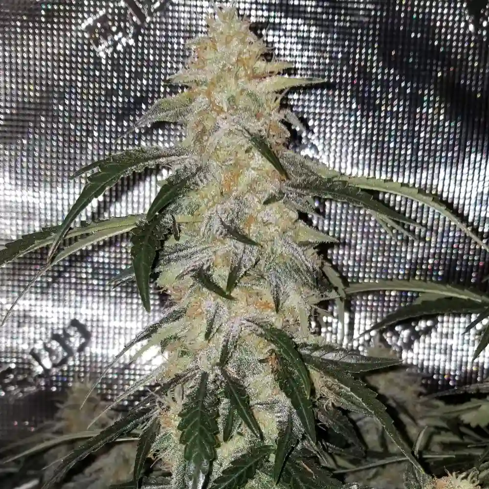 Blue Cheese Auto cannabis strain, displaying a dense, resinous bud structure with frosty trichomes and dark green leaves under indoor grow lights.