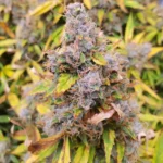 Blueberry x Jack Herer Autoflower bud covered in frosty trichomes and orange pistils, surrounded by green and yellowing leaves.