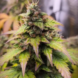 Bubble Gum weed strain showcasing dense buds with purple-tipped leaves and frosty trichomes, highlighting its unique and colorful appearance.