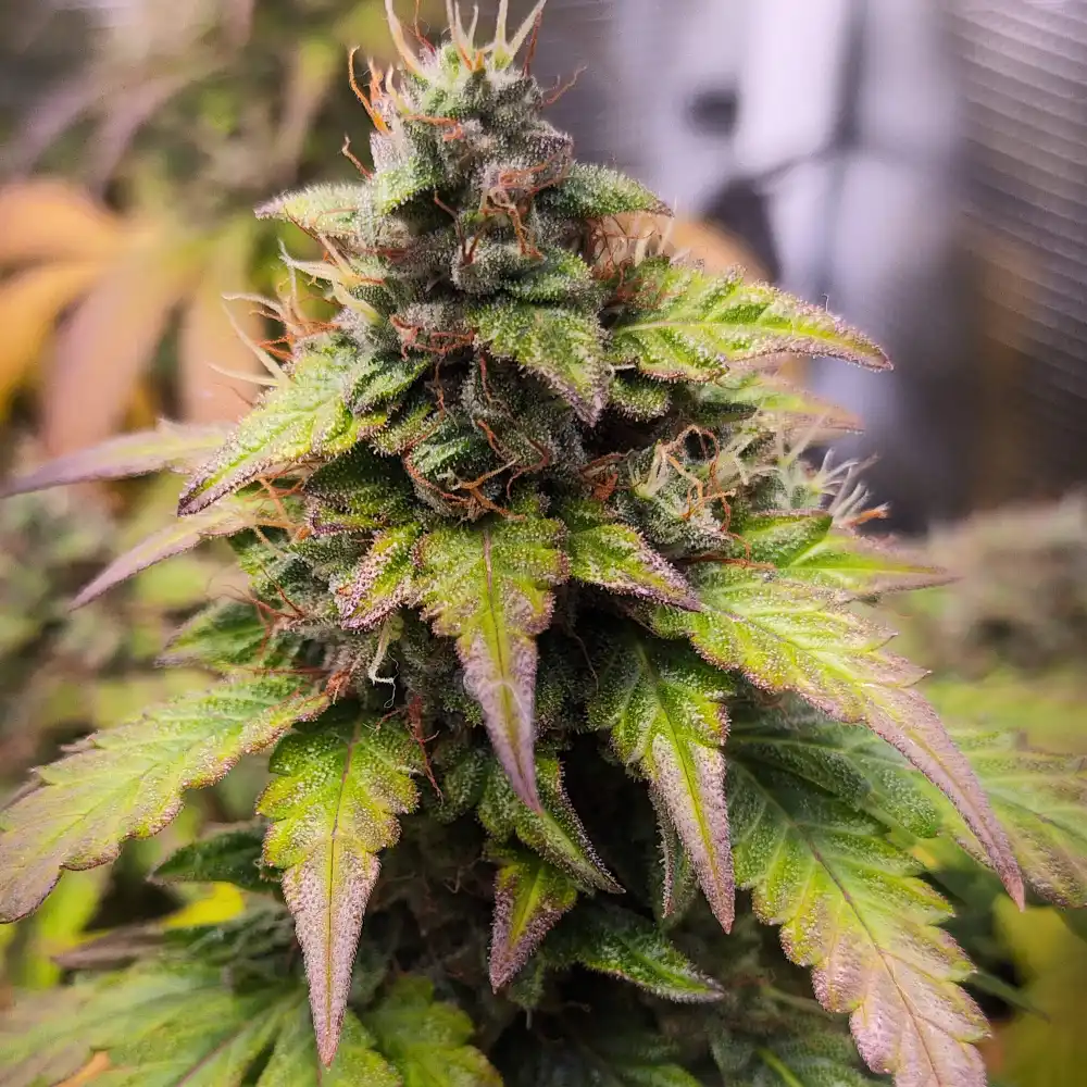 Bubble Gum weed strain showcasing dense buds with purple-tipped leaves and frosty trichomes, highlighting its unique and colorful appearance.