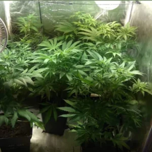 Indoor setup with CR+ Weed Strain plants, showing lush green foliage and healthy growth under controlled lighting conditions.