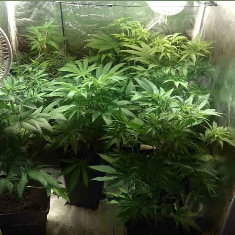 Indoor setup with CR+ Weed Strain plants, showing lush green foliage and healthy growth under controlled lighting conditions.