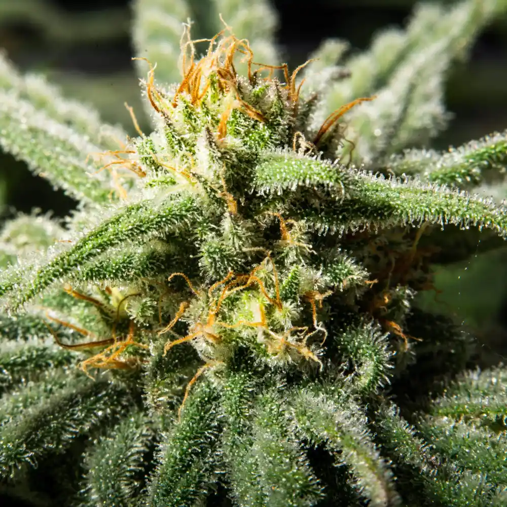 Dense bud covered in frosty trichomes with orange pistils, showcasing the rich texture of Candida Strain CBD for medicinal use.