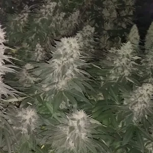 Dense cluster of Candy Kush weed strain plants with thick, frosty buds and vibrant green leaves, showcasing their robust flowering stage.