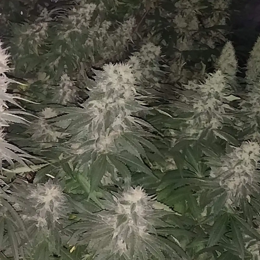 Dense cluster of Candy Kush weed strain plants with thick, frosty buds and vibrant green leaves, showcasing their robust flowering stage.