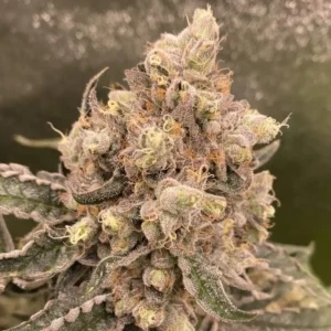 Caramel Cream strain bud covered in frosty trichomes with purple and orange hues, highlighting its dense, resinous structure.