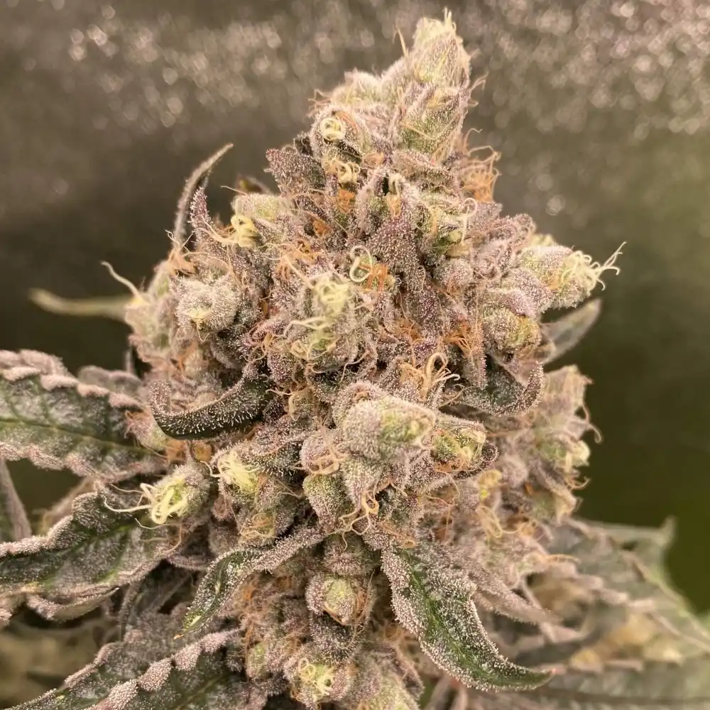 Caramel Cream strain bud covered in frosty trichomes with purple and orange hues, highlighting its dense, resinous structure.