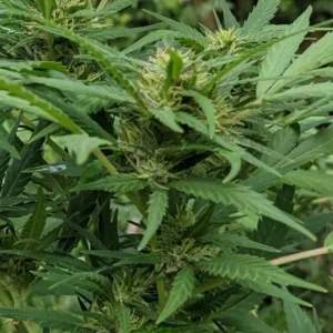 Critical Weed Regular plant with lush green leaves and developing buds, showcasing healthy growth and robust structure.