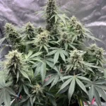 DoSiDos Auto F1 in full bloom, featuring dense, resinous buds surrounded by dark green leaves, displaying compact and vigorous growth.