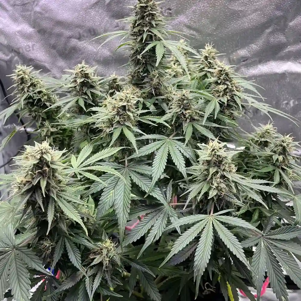 DoSiDos Auto F1 in full bloom, featuring dense, resinous buds surrounded by dark green leaves, displaying compact and vigorous growth.