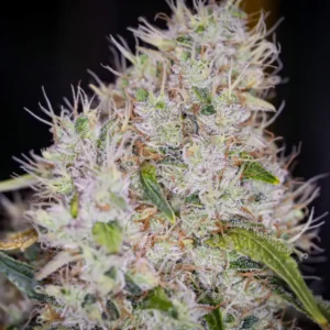 Grape Ape weed strain with dense buds covered in frosty trichomes and orange pistils.