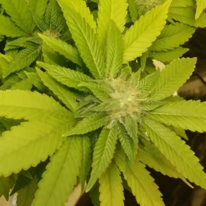 Close-up of Lemon Skunk Autoflower with vibrant green leaves and dense buds, showcasing healthy foliage and compact structure.