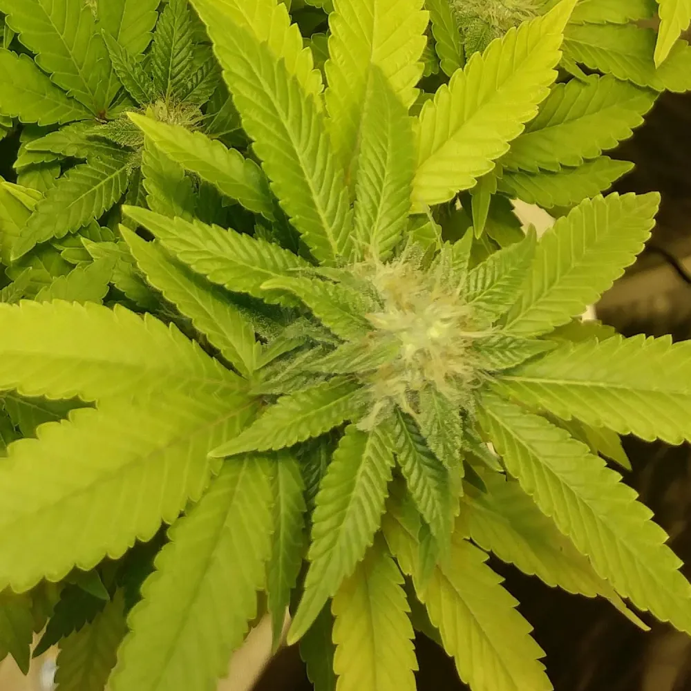 Close-up of Lemon Skunk Autoflower with vibrant green leaves and dense buds, showcasing healthy foliage and compact structure.