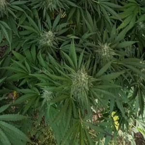 Lush green leaves with dense buds spread across the plant, highlighting the vibrant foliage and structure of Rainbow Kush Weed Strain.