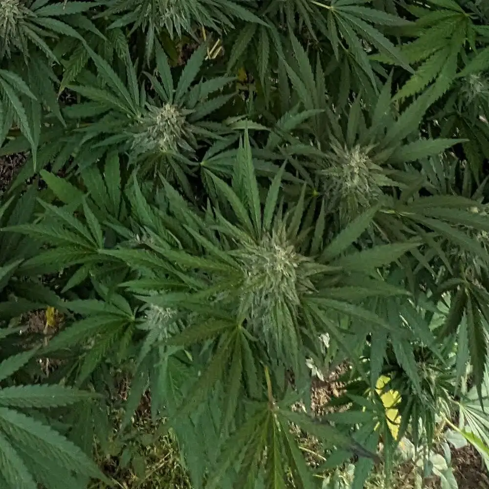 Lush green leaves with dense buds spread across the plant, highlighting the vibrant foliage and structure of Rainbow Kush Weed Strain.