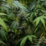 Close-up of Sundae Driver weed strain with dense buds and lush green leaves, showing healthy growth under indoor cultivation.