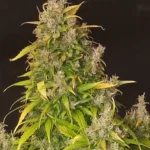 Dense, frosty bud with light purple hues and green leaves, showcasing the vibrant color and structure of Tropicana Cookies Purple.