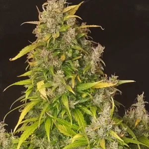 Dense, frosty bud with light purple hues and green leaves, showcasing the vibrant color and structure of Tropicana Cookies Purple.