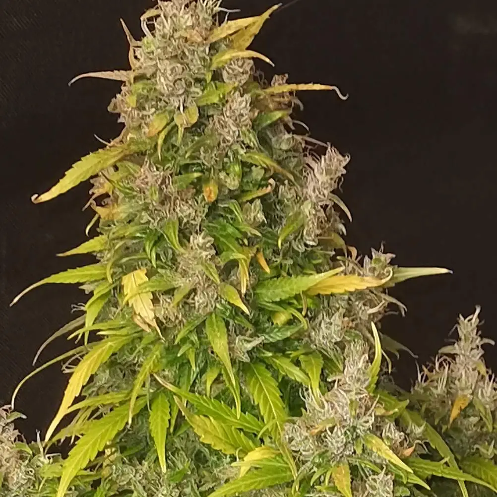 Dense, frosty bud with light purple hues and green leaves, showcasing the vibrant color and structure of Tropicana Cookies Purple.