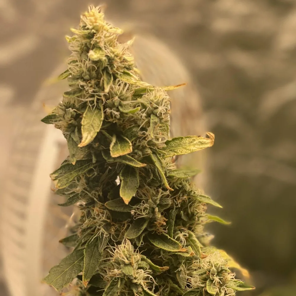 Close-up of a Wedding Crasher Weed Strain bud, showing dense trichome coverage and green leaves with a subtle background.