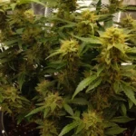 The AK-47 cannabis strain plant, showing dense buds and healthy green leaves, cultivated indoors.