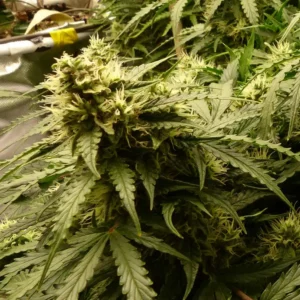 Close-up of GSC x Jack Herer cannabis plant with dense buds and lush green leaves, illustrating healthy growth and resin production.