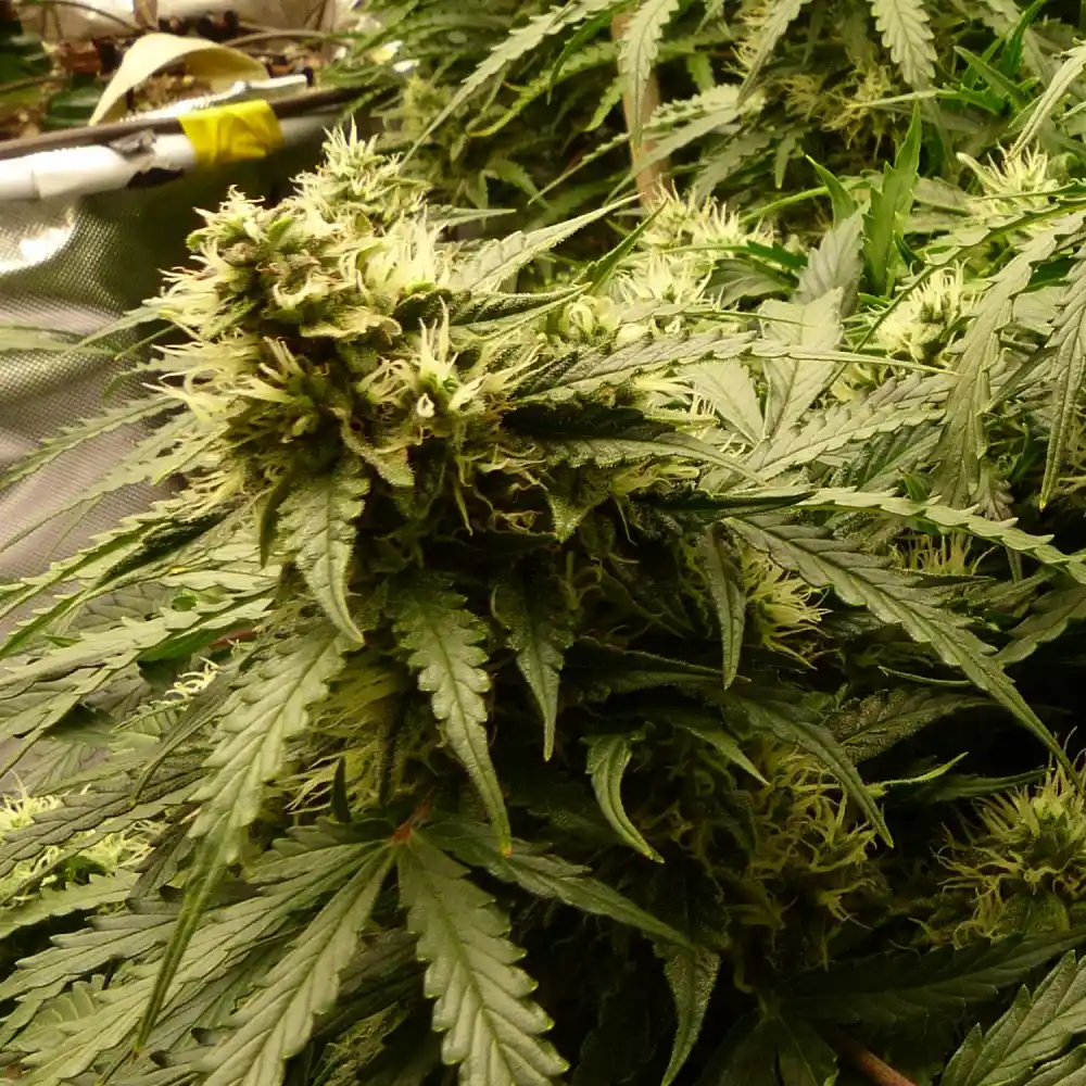 Close-up of GSC x Jack Herer cannabis plant with dense buds and lush green leaves, illustrating healthy growth and resin production.