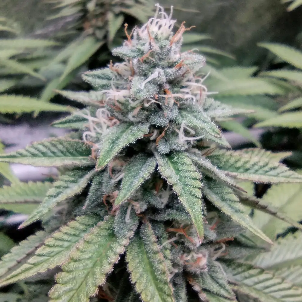 Gelato Strain 45 with bud covered with white trichomes and orange pistils, highlighting green leaves on natural background.