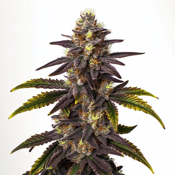Gruntz cannabis strain with purple buds and yellow highlights