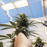 Hands using scissors to trim a large autoflower cannabis bud, with a bright greenhouse roof overhead.