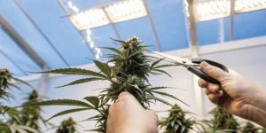 Hands using scissors to trim a large autoflower cannabis bud, with a bright greenhouse roof overhead.