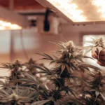 Hyper-realistic scene: hands trimming cannabis buds from a plant under warm indoor grow lights.