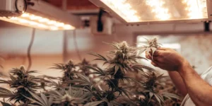Hyper-realistic scene: hands trimming cannabis buds from a plant under warm indoor grow lights.