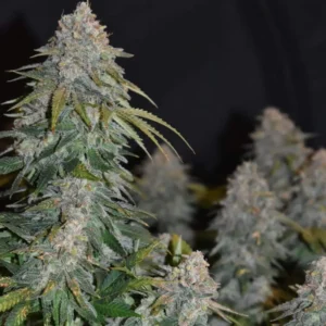 Coma Weed Strain plant with dense buds covered in frosty trichomes, showcasing large green leaves against a dark background.