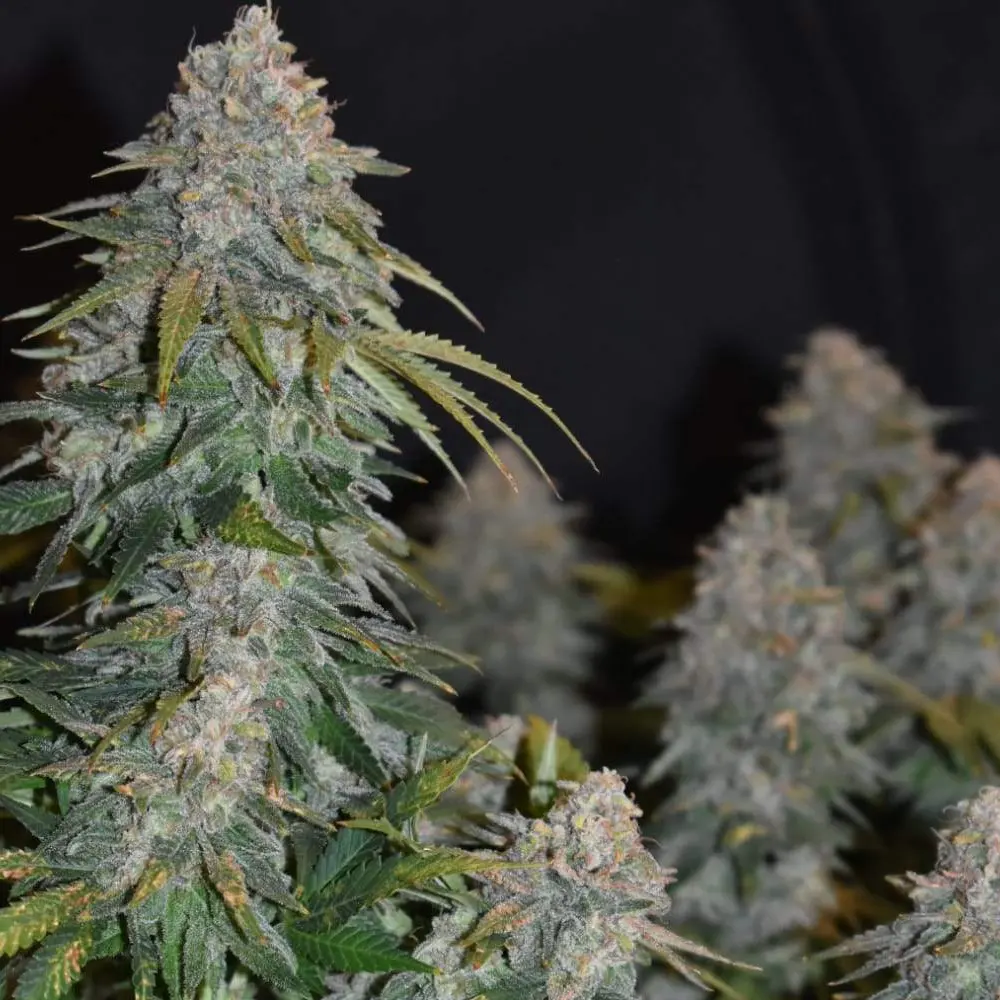 Coma Weed Strain plant with dense buds covered in frosty trichomes, showcasing large green leaves against a dark background.